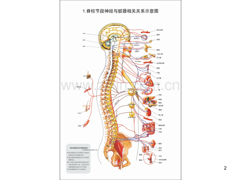 脊柱相关疾病图解-整脊疗法(高清).ppt_第2页