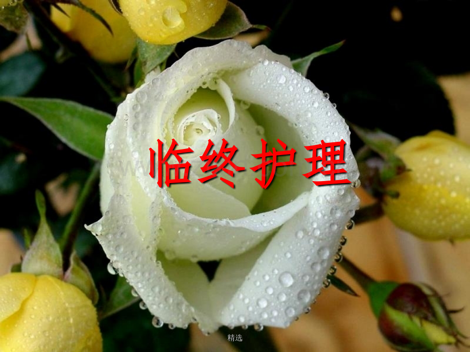 临终护理.11.ppt_第1页