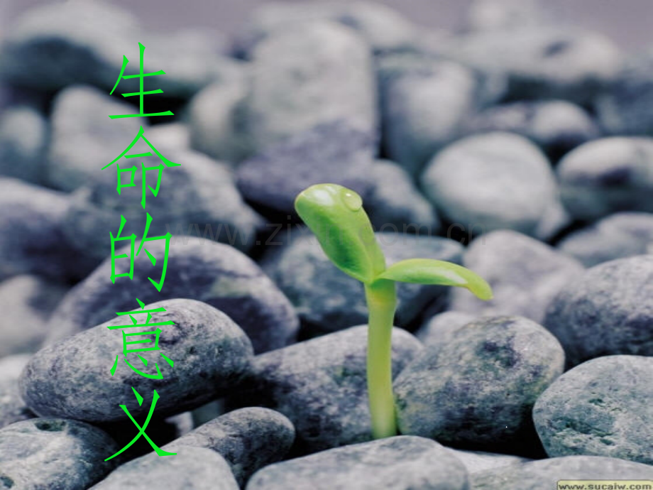心理健康教育课—生命的意义.ppt_第1页