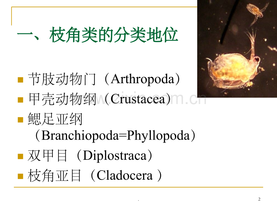 水生生物学-枝角类.ppt_第2页