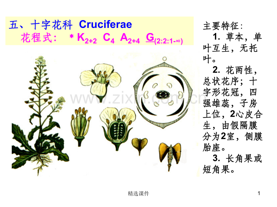 药用植物学课件——-被子植物代表植物(二).ppt_第1页