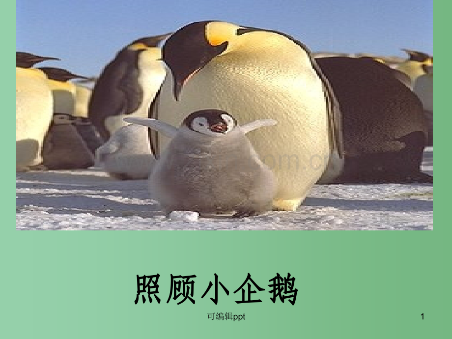 高中语文《自然》-鲁教版必修1.ppt_第1页