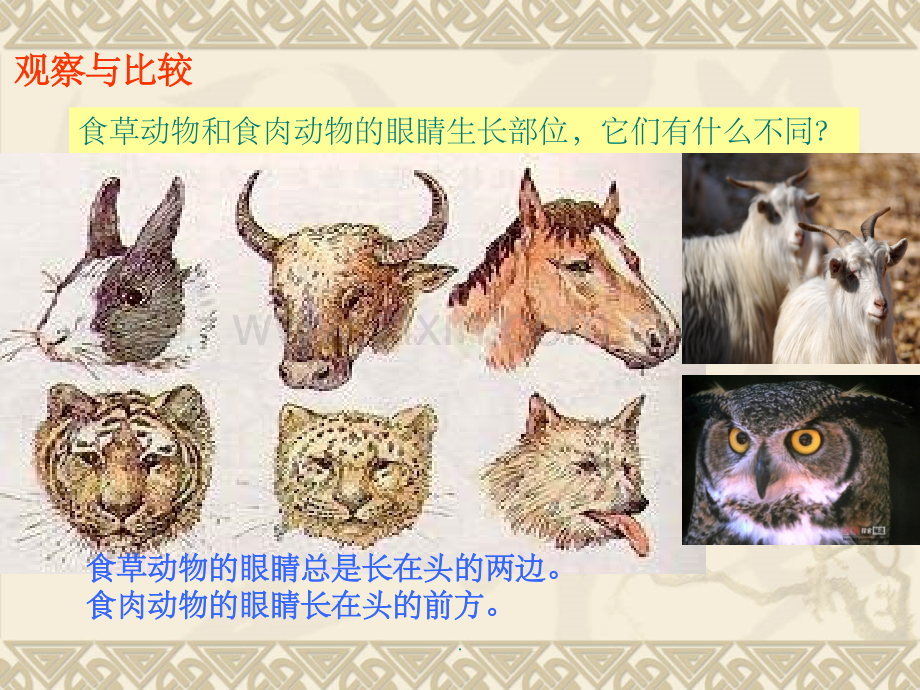 动物的感觉器官ppt课件.ppt_第2页
