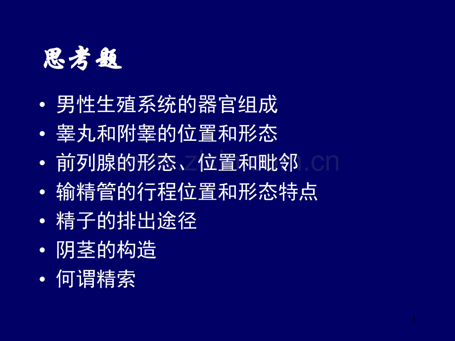 男生殖系.ppt_第1页