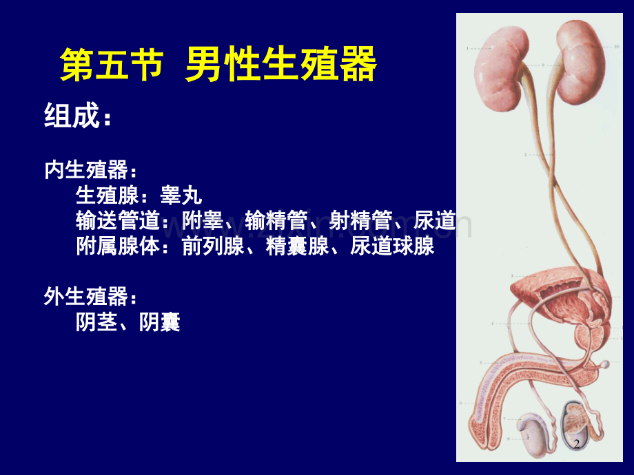 男生殖系.ppt_第2页