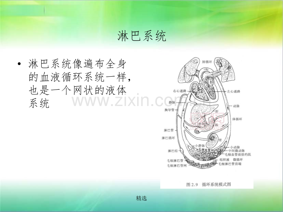 淋巴系统.ppt_第2页
