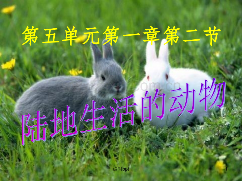 上册第一章第一节陆地生活的动物.ppt_第1页