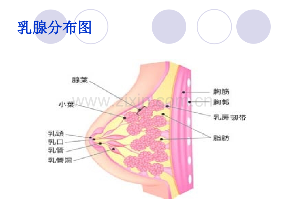 乳腺癌ppt幻灯片.ppt_第2页