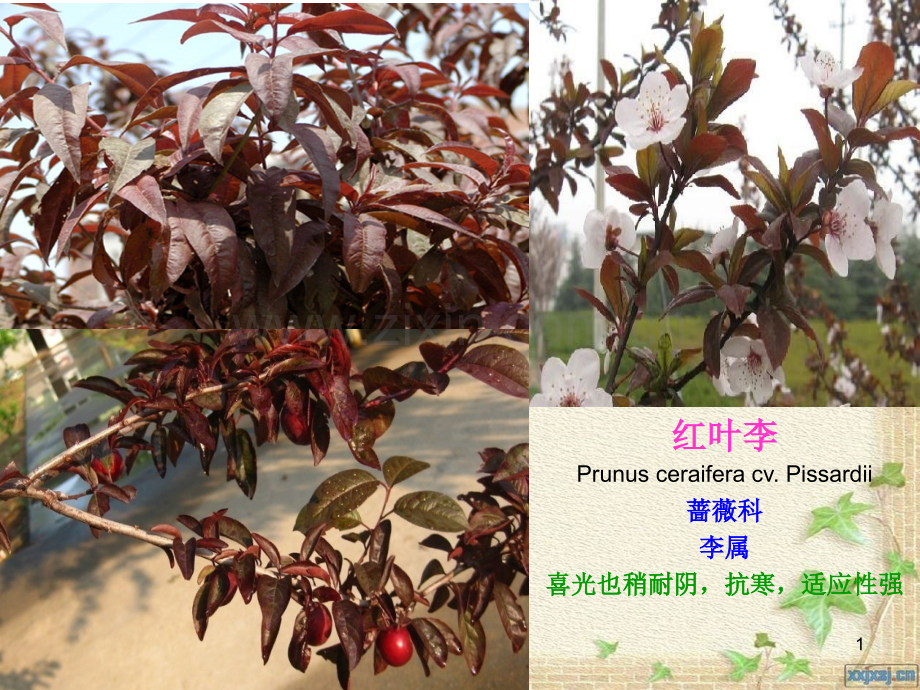 园林植物名称及图片.ppt_第1页