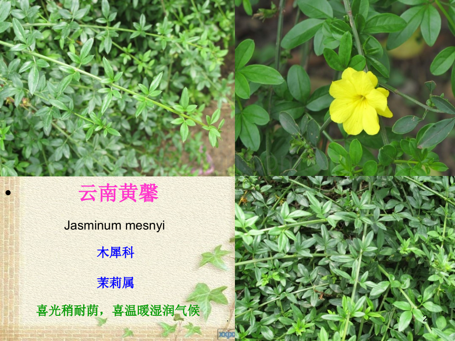 园林植物名称及图片.ppt_第2页