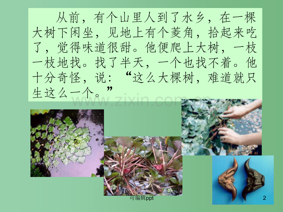 高中语文《菱角的喜剧》-粤教版必修2.ppt_第2页