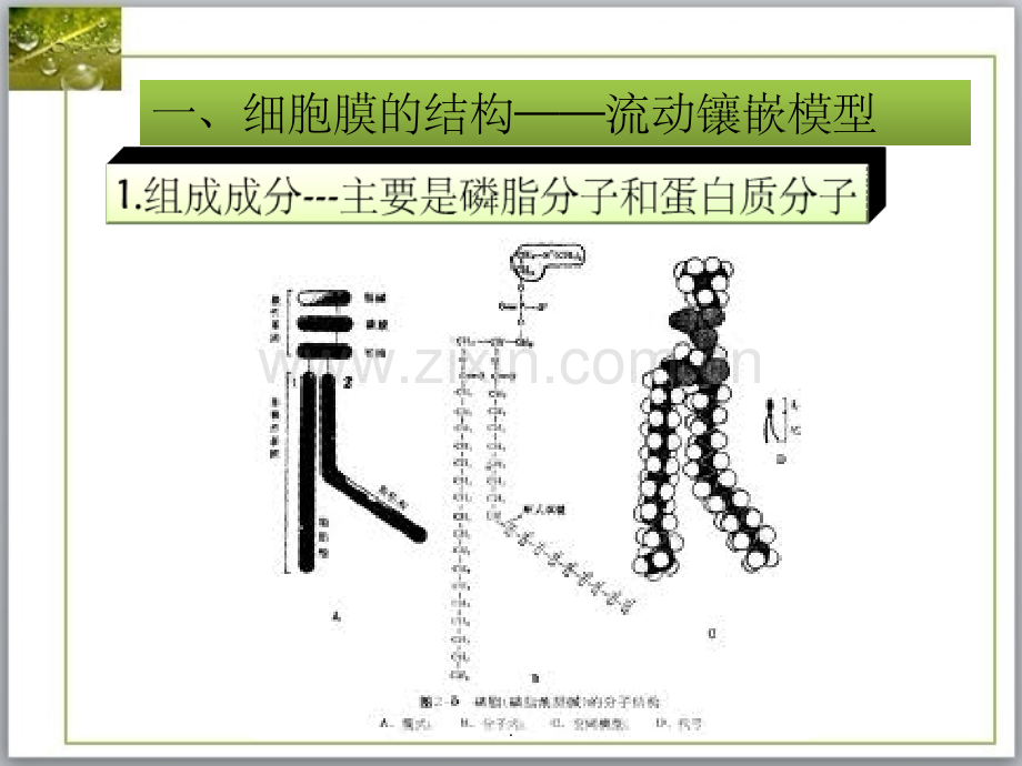 高中生物一轮复习专题——细胞的物质输入和输出.ppt_第2页