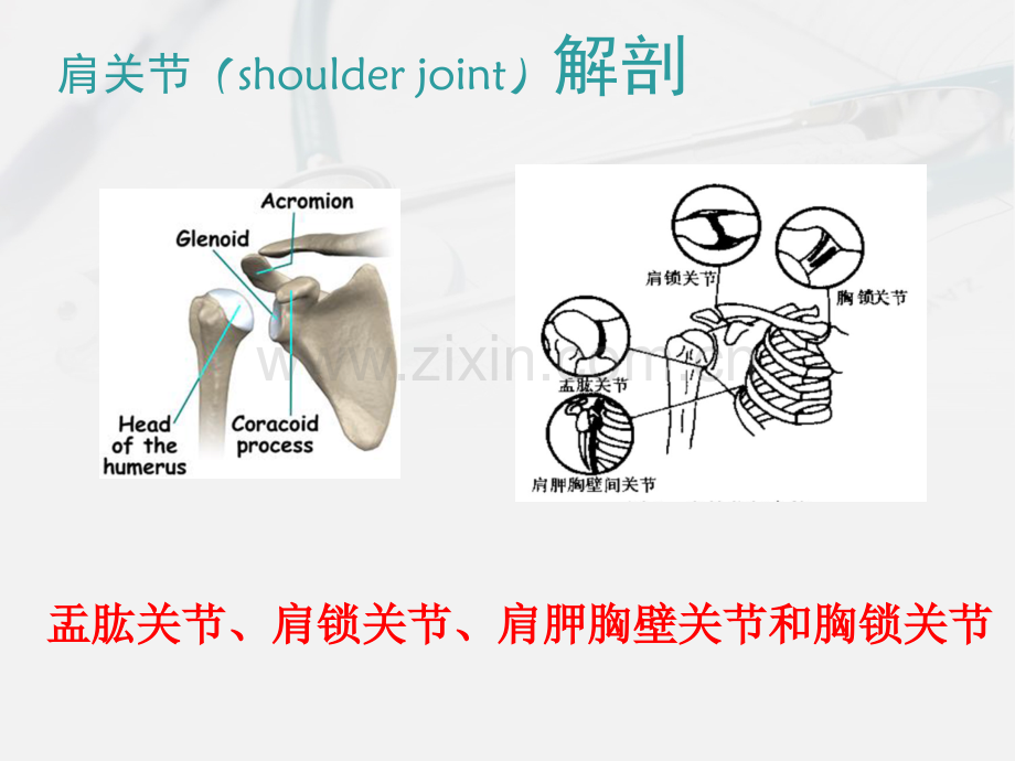 肩痛疾病诊断治疗.ppt_第2页