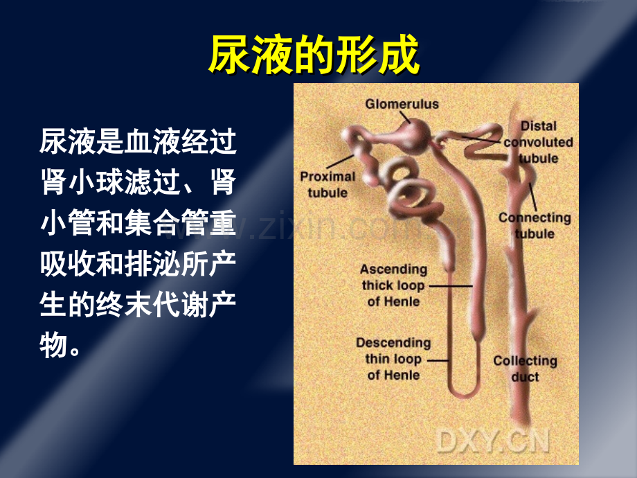 蛋白尿的诊断和鉴别诊断.ppt_第2页
