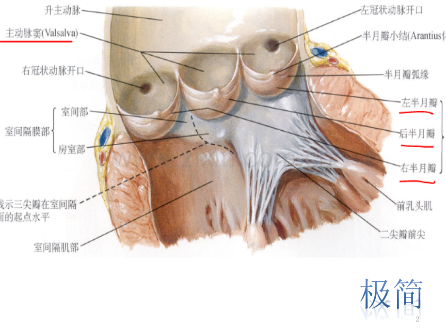 主动脉根部解剖.ppt_第2页