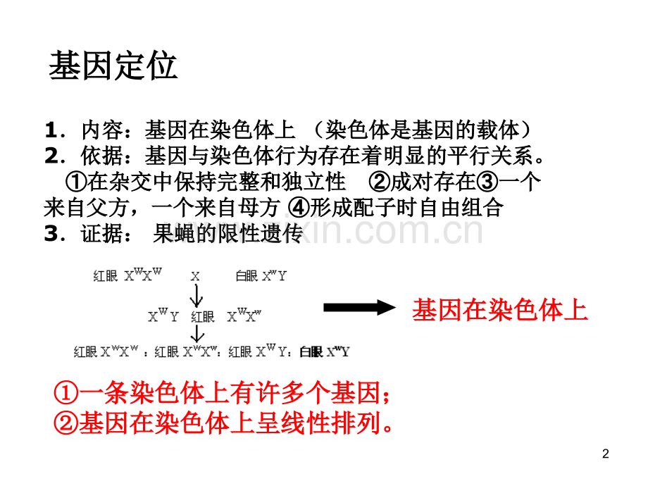 遗传的基本规律.ppt_第2页