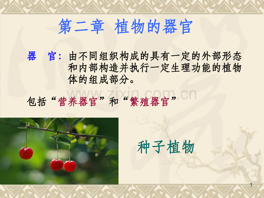 药用植物学与生药学-04根.ppt_第1页