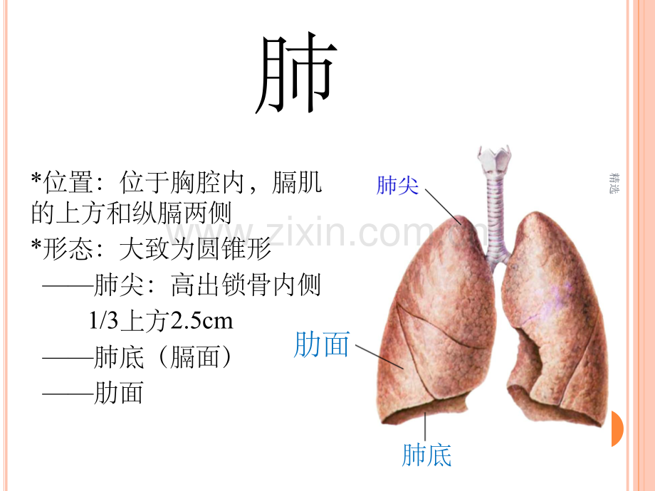 肺(系统解剖).ppt_第2页