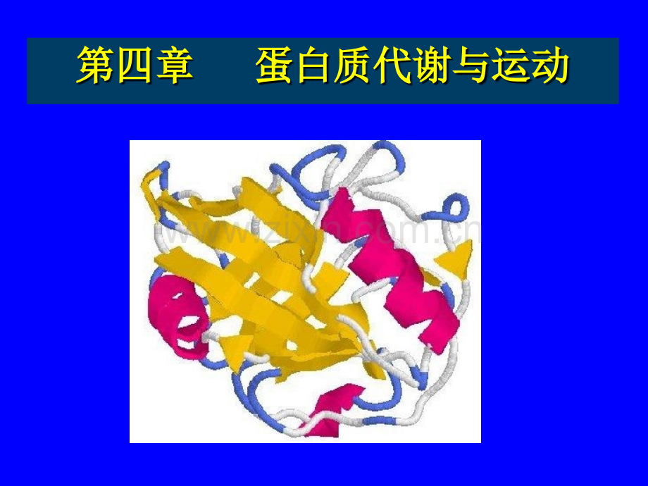 《蛋白质代谢与运动》.ppt_第1页