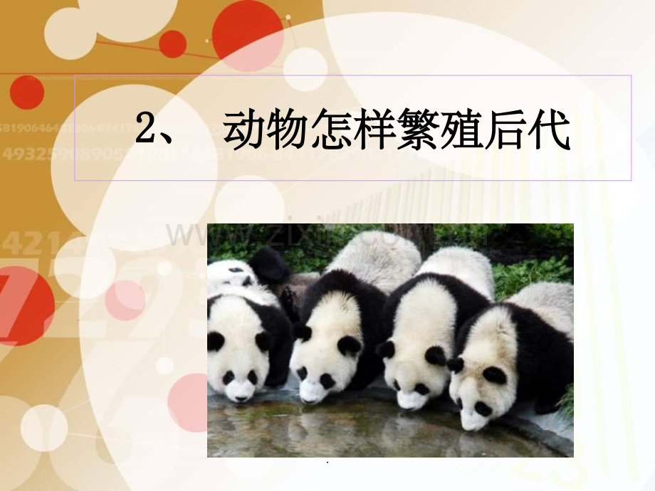 动物是怎样繁殖后代-精ppt课件.ppt_第1页