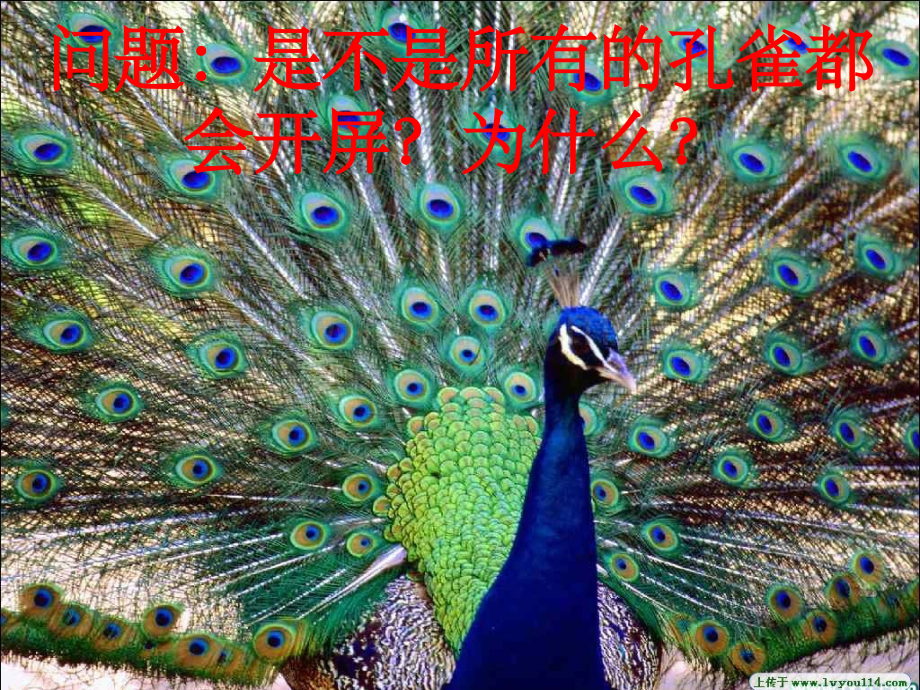 动物是怎样繁殖后代-精ppt课件.ppt_第2页