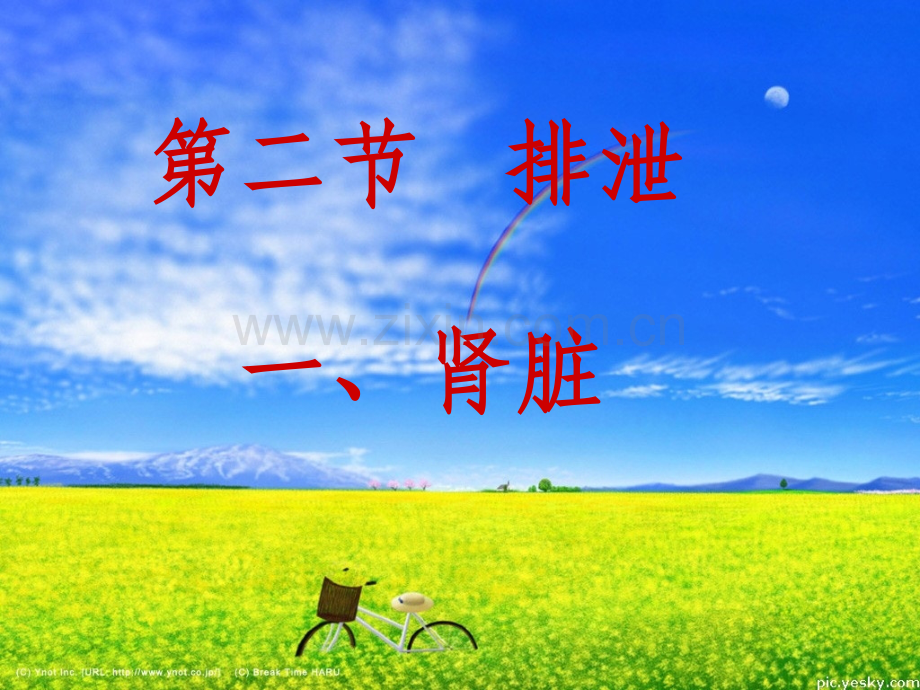 七年级下册生物第五章肾脏PPT.ppt_第1页