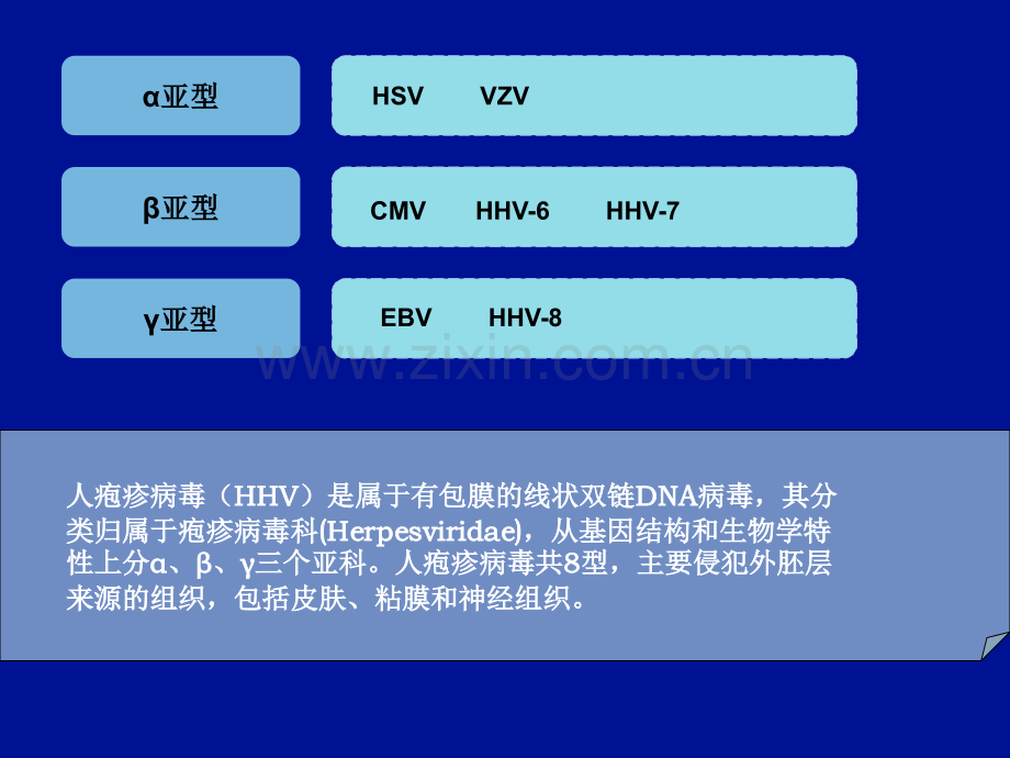 人疱疹病毒检测的临床.ppt_第2页