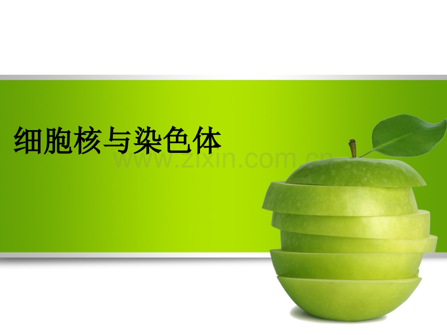 细胞核与染色体.ppt_第1页