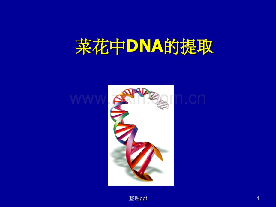 《菜花DNA的提取》.ppt_第1页