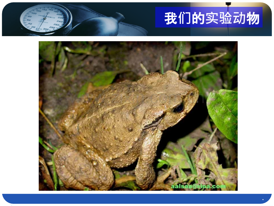 肌肉的单收缩与复合收缩实验结果汇总.ppt_第2页