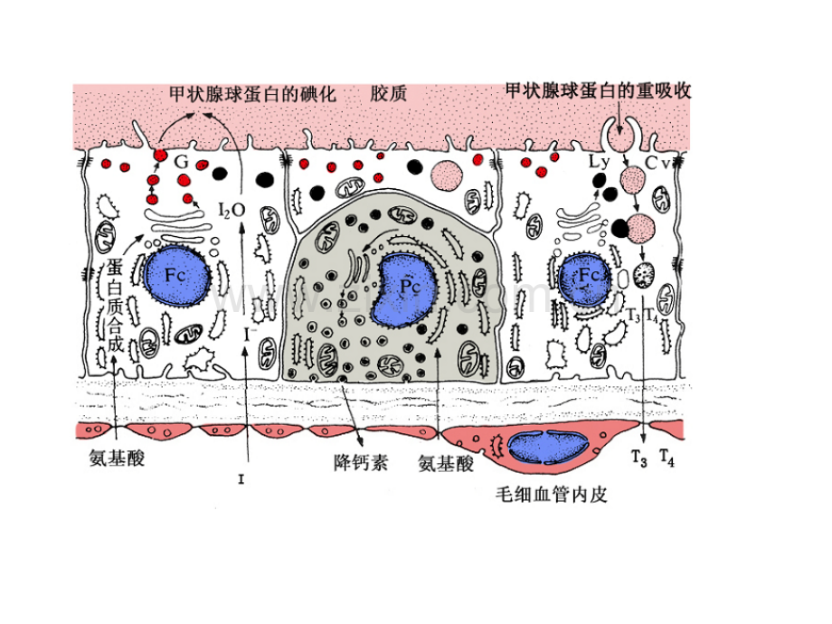 甲状腺激素合成、功能及调节.ppt_第1页