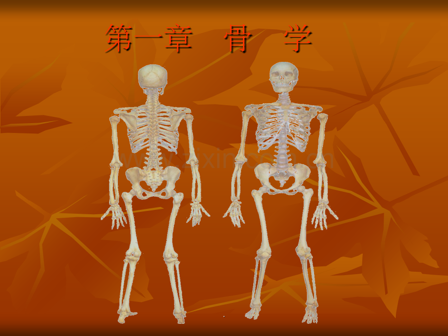 椎骨.ppt_第2页