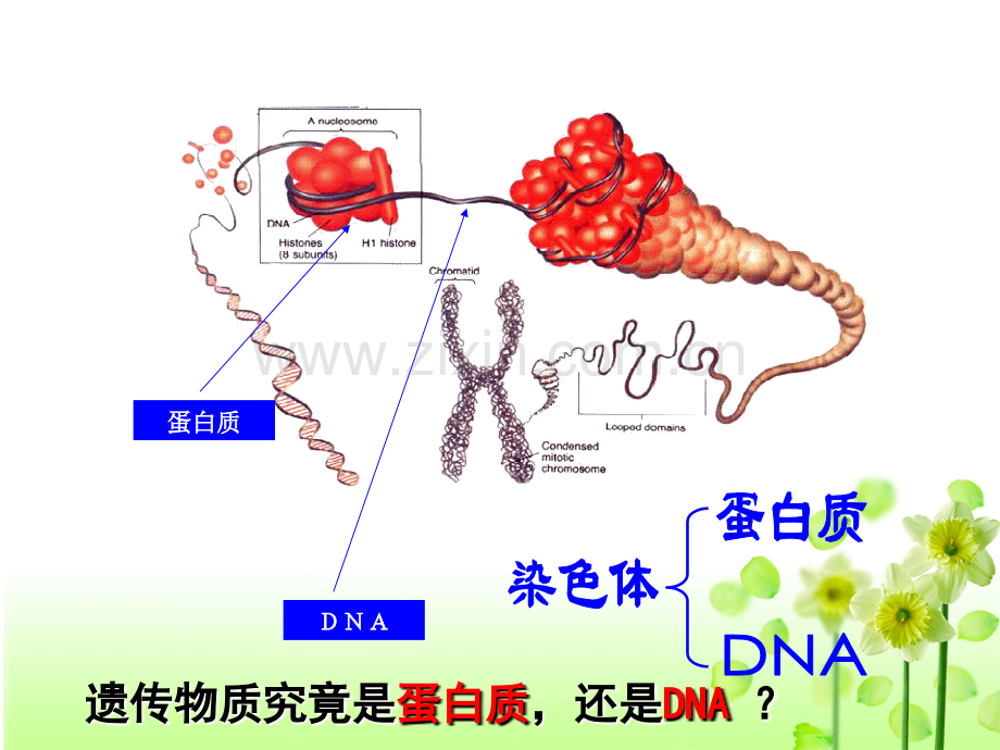 肺炎双球菌的转化实验本.ppt_第1页
