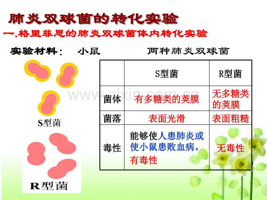 肺炎双球菌的转化实验本.ppt_第2页