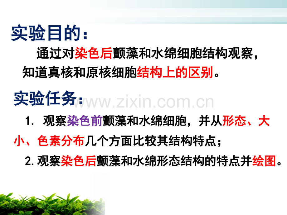 颤藻和水绵细胞的比较观察.ppt_第2页