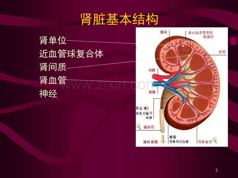 肾病营养治疗.ppt_第2页