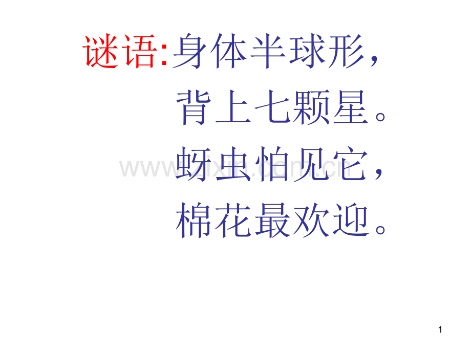 七星瓢虫.ppt_第1页