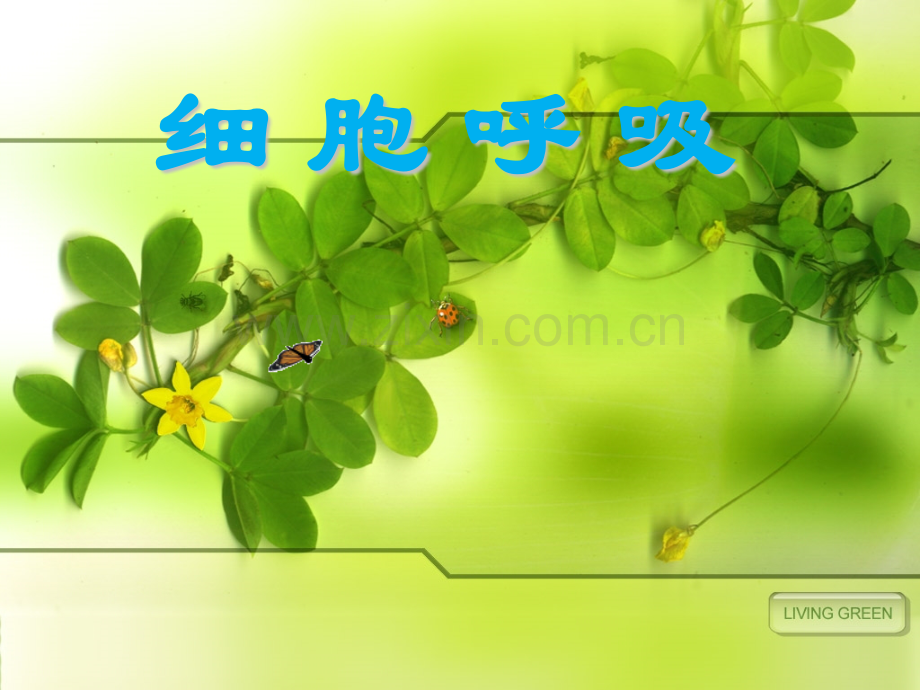 第四节-细胞呼吸.pptx_第1页
