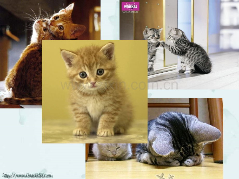 猫猫的形态习性繁殖.pptx_第1页