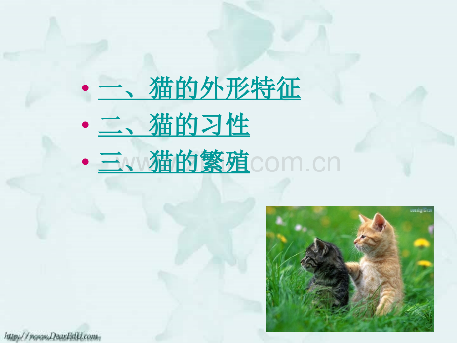 猫猫的形态习性繁殖.pptx_第2页