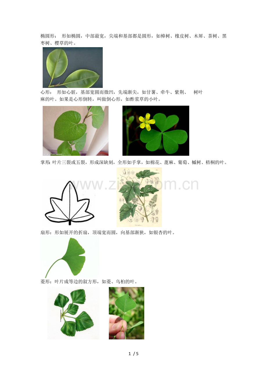 叶形分类.doc_第1页