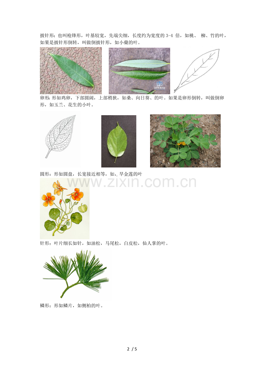 叶形分类.doc_第2页