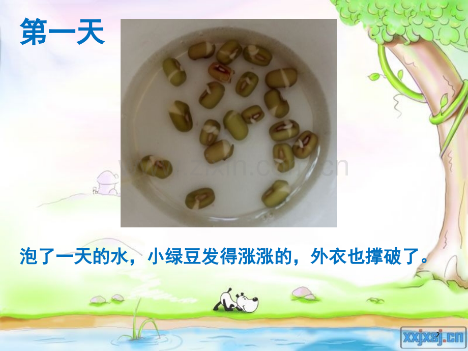 绿豆的生长过程(课堂PPT).ppt_第2页