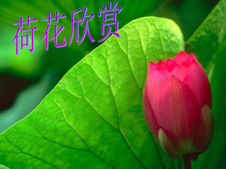 人教版一年级《荷叶圆圆》整理完整优秀PPT.ppt_第1页