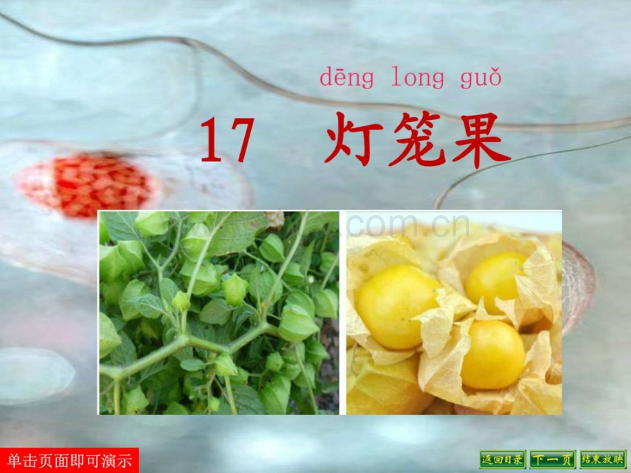 新苏教版二级语文上册课灯笼果.pptx_第1页