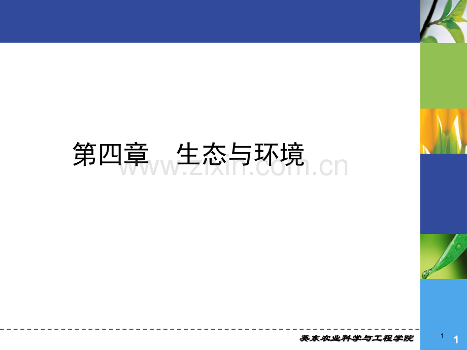 生态与环境.pptx_第1页