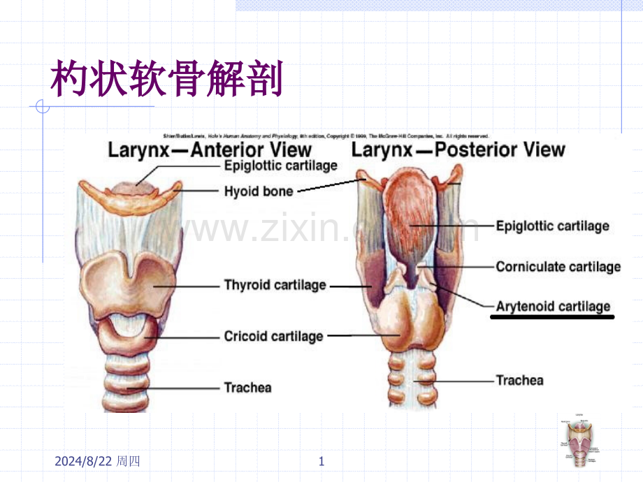 杓状软骨脱原因及处理.pptx_第1页