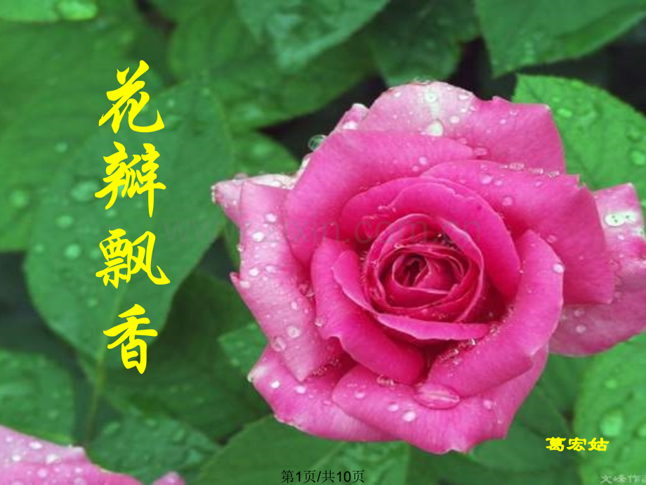 花瓣飘香苏教版.pptx_第1页