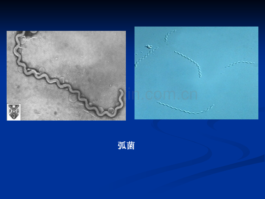 微生物实验二细菌的简单染色和革兰氏染色.pptx_第2页