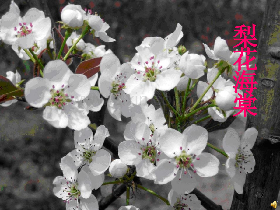 生物初二植物专题复习(花、果实、种子)课件PPT.ppt_第2页